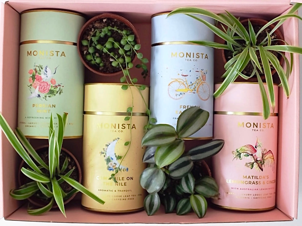 Beautiful Christmas Hamper Gift Idea Gorgeous Indoor Plants with Luxury Tea