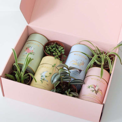 Lockdown Care Package - Luxury Tea and Plants Oasis Box.
