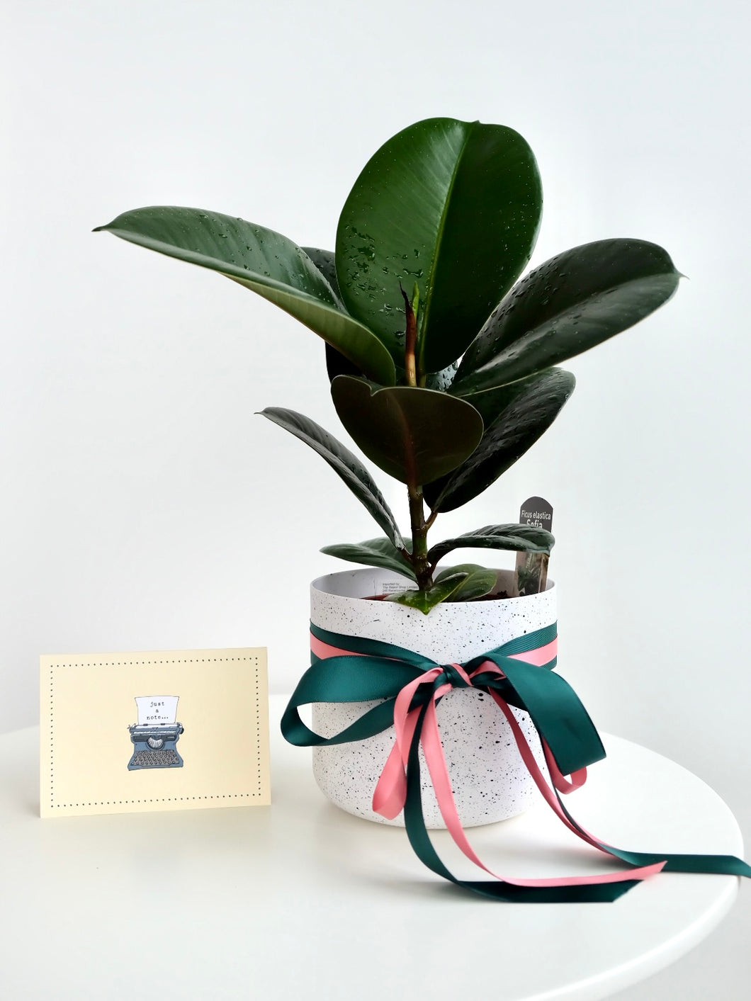 A Sweet Plant Friend - Rubber Plant Gift Box