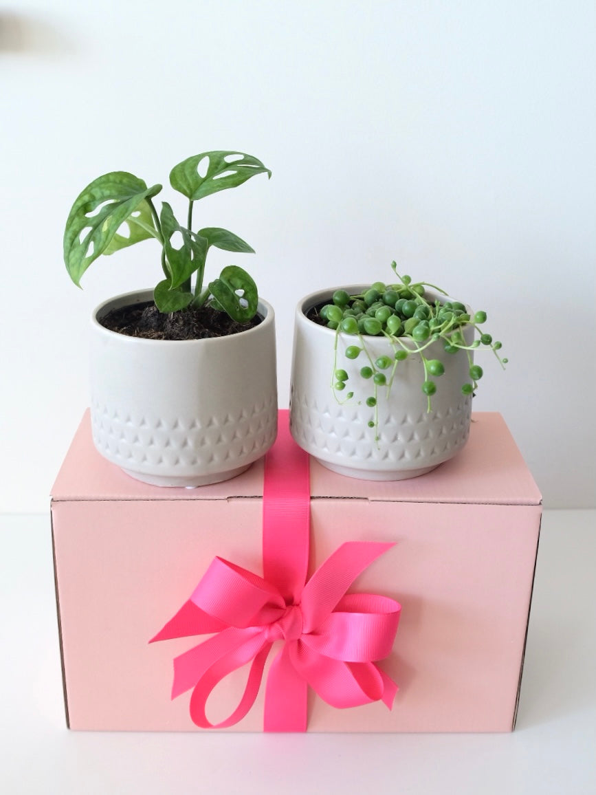 A Pair of Plant Friends Gift Box