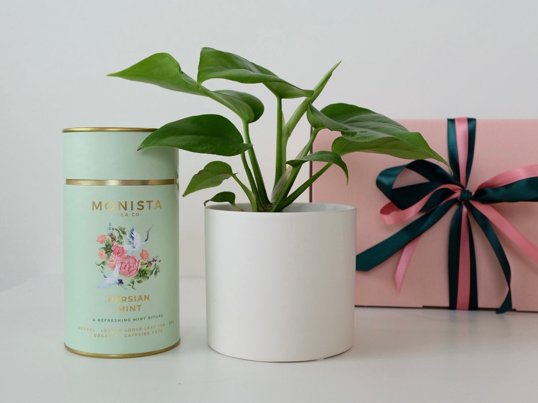 Indoor Plant with Luxury Tea - Gift Box Vol.1
