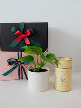 Load image into Gallery viewer, Indoor Plant with Luxury Tea - Gift Box Vol.1
