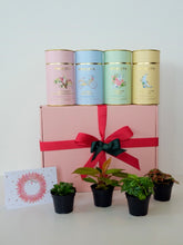 Load image into Gallery viewer, The Oasis Gift Hamper - Luxury Tea and Plants
